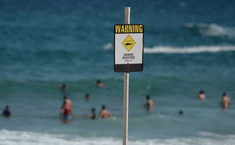Alerte au requin: une compétition de surf annulée en Australie