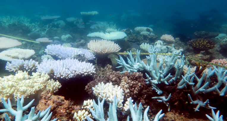Hécatombe "catastrophique" de coraux dans la Grande barrière
