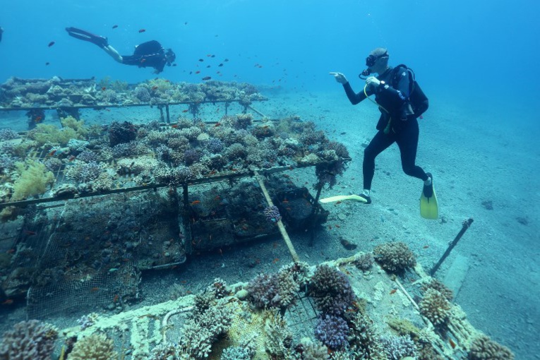 Première preuve d'une adaptation génétique à la plongée Première preuve d'une adaptation génétique à la plongée
