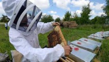 Des apiculteurs bretons entament un "convoi mortuaire" de ruches mortes Des apiculteurs bretons entament un "convoi mortuaire" de ruches mortes