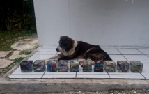 Le résultat du travail des enfants, gardé par le chien du village de Fakarava Le résultat du travail des enfants, gardé par le chien du village de Fakarava