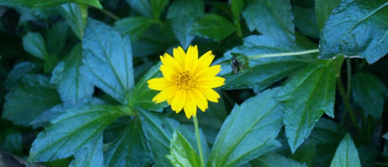 La liste des espèces menaçant notre biodiversité s'allonge La liste des espèces menaçant notre biodiversité s'allonge