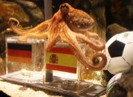 Mondial - 2010 - Le gouvernement espagnol "inquiet" pour Paul le poulpe