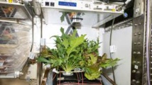 Jardiner dans l'espace, un défi pour les futurs explorateurs Jardiner dans l'espace, un défi pour les futurs explorateurs