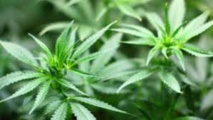 Canada: méga-fusion dans le cannabis avant la légalisation