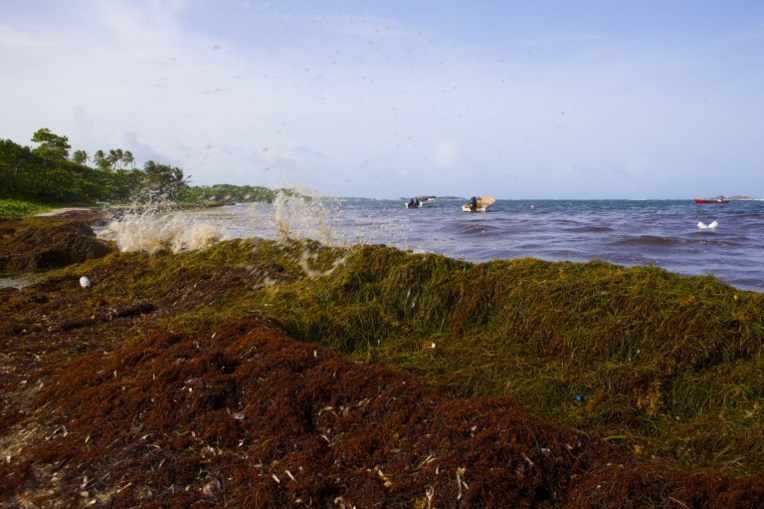 Sargasses aux Antilles: le PS critique des mesures "cruellement insuffisantes" du gouvernement
