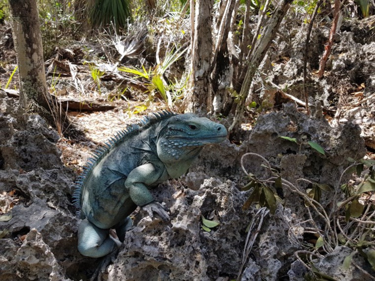 Panda ou iguane bleu: pas que des mauvaises nouvelles dans la nature Panda ou iguane bleu: pas que des mauvaises nouvelles dans la nature