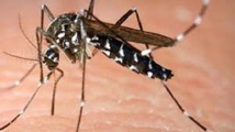 Un bébé de six mois meurt de la dengue en Nouvelle-Calédonie Un bébé de six mois meurt de la dengue en Nouvelle-Calédonie