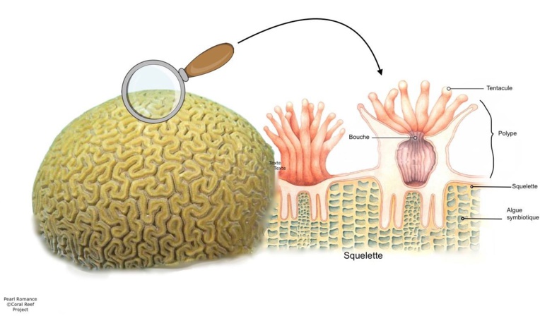 Les coraux sont des êtres vivants Les coraux sont des êtres vivants