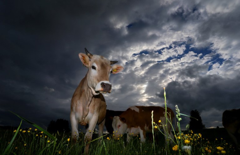 Veaux, vaches, cochons et coups de pression: la cause animale à l'Assemblée
