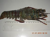 La douane protège les ressources naturelles de la Polynésie française