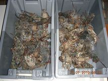 La douane protège les ressources naturelles de la Polynésie française