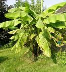 Protection des bananiers de Polynésie