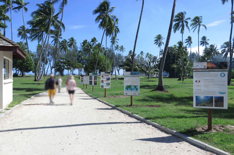 Les coraux en photos sur la plage de Tiahura de Moorea Les coraux en photos sur la plage de Tiahura de Moorea