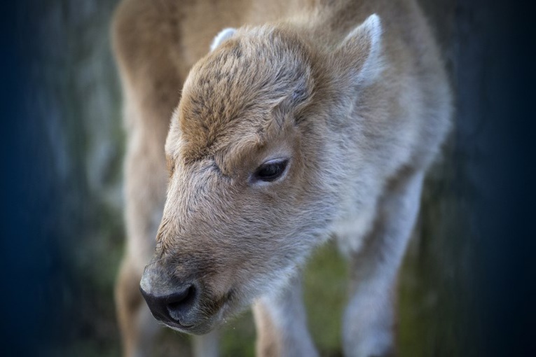 Rarissime naissance d'une bisonne blanche au zoo de Belgrade Rarissime naissance d'une bisonne blanche au zoo de Belgrade