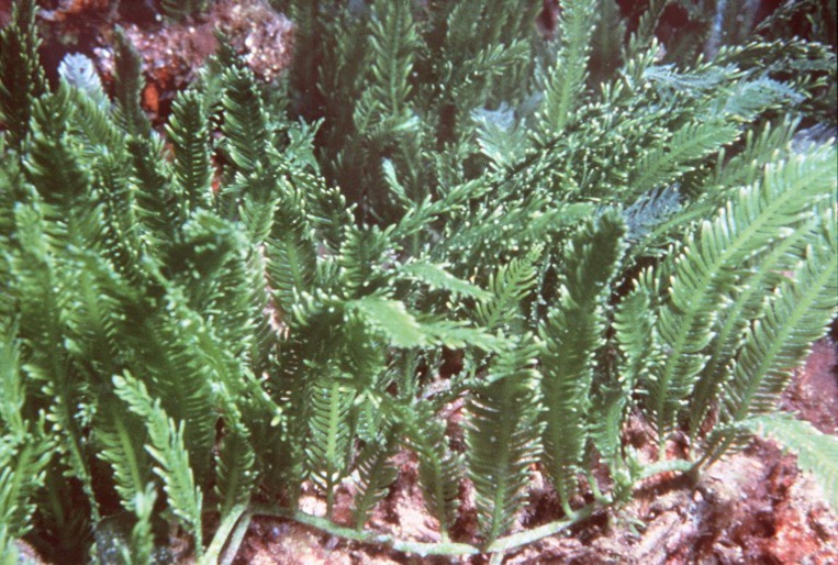Guadeloupe: fermeture d'écoles à cause des sargasses Guadeloupe: fermeture d'écoles à cause des sargasses