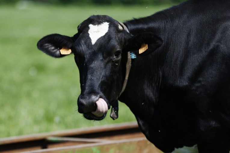 Elle quitte l'UE par mégarde: une vache bulgare en danger de mort Elle quitte l'UE par mégarde: une vache bulgare en danger de mort