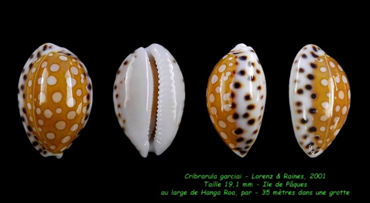 L’une des plus grandes fiertés de Michel fut la découverte de la porcelaine sans aucun doute la plus rare du monde, baptisée en son honneur Cribrarula garciai. L’une des plus grandes fiertés de Michel fut la découverte de la porcelaine sans aucun doute la plus rare du monde, baptisée en son honneur Cribrarula garciai.