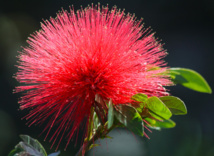 Floralies: voyage au Pays des fleurs de Tahiti Floralies: voyage au Pays des fleurs de Tahiti
