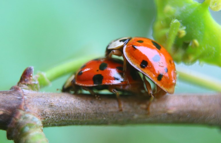 Champignons et insectes à la rescousse pour remplacer les pesticides Champignons et insectes à la rescousse pour remplacer les pesticides