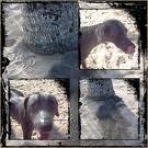 Communiqué de Fenua Animalia en réponse aux sujets passés dans la dépêche et sur RFOTV