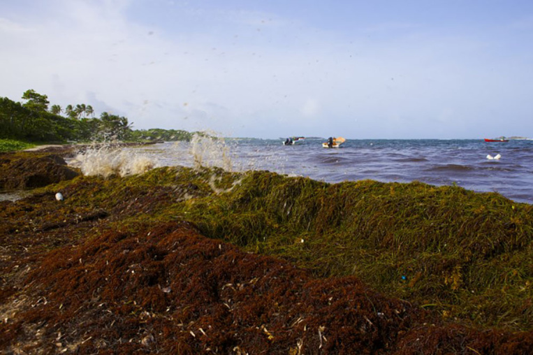 Le gouvernement au chevet des Antilles envahies par les sargasses Le gouvernement au chevet des Antilles envahies par les sargasses