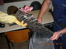 Saisie des douanes: Triste fin pour deux tortues marines protégées
