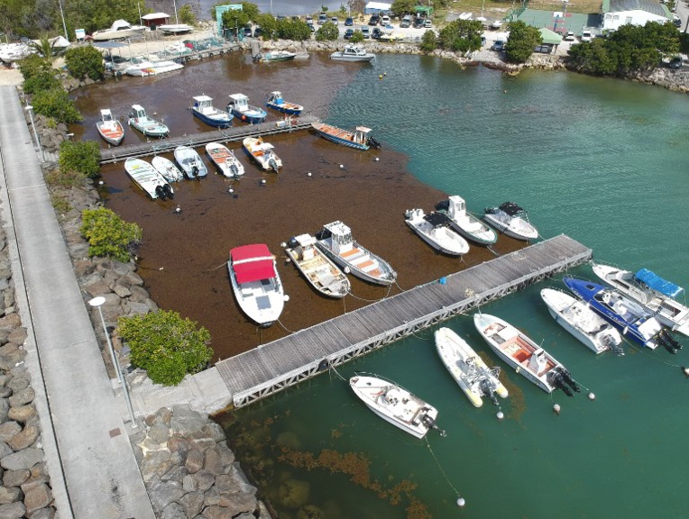 Rencontre internationale sur les sargasses début octobre en Martinique