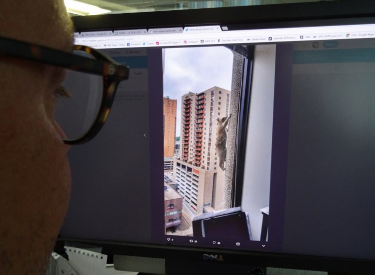 USA: un raton laveur sauvé après une escalade périlleuse USA: un raton laveur sauvé après une escalade périlleuse