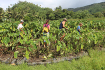 Carnet de voyage: Vaitumu Village, perle de Rurutu