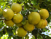 Carnet de voyage: Vaitumu Village, perle de Rurutu Carnet de voyage: Vaitumu Village, perle de Rurutu