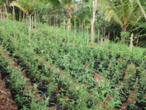 8, 7 kilos de paka saisis à l’aéroport de Moorea 8, 7 kilos de paka saisis à l’aéroport de Moorea