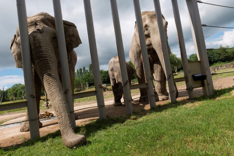 Investir ou mourir, les zoos dans une course effrénée à l'innovation Investir ou mourir, les zoos dans une course effrénée à l'innovation