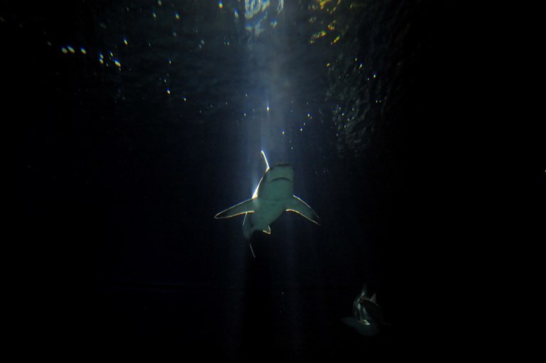 Côtes-d'Armor: au moins 450 requins retrouvés morts