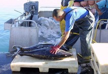 Pêche hauturière : poursuite de la restructuration avec les professionnels