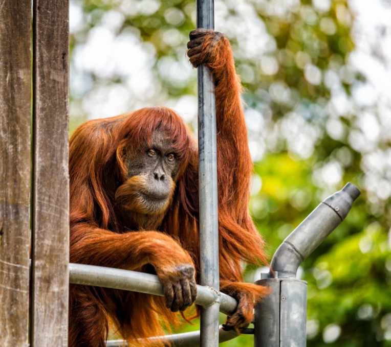 L'orang-outang le plus âgé du monde meurt dans un zoo australien
