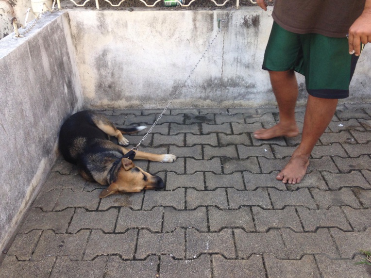 La mairie de Papeete jette les chiens de SDF à la fourrière