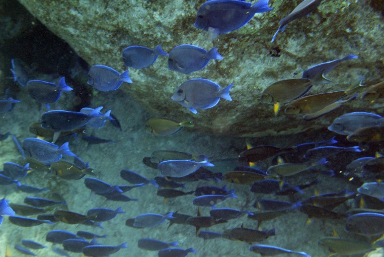 Plancton décimé, poissons sonnés: les effets du vacarme sous-marin créé par l'homme