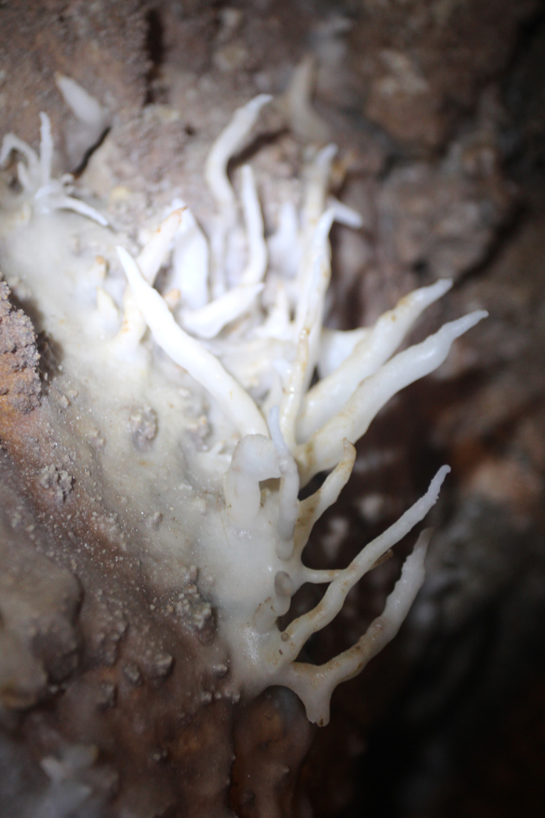 Une rareté géologique : cette petite sculpture en forme de branches de corail est une excentrique qui « pousse » verticalement, au gré d’imperceptibles courants d’air.