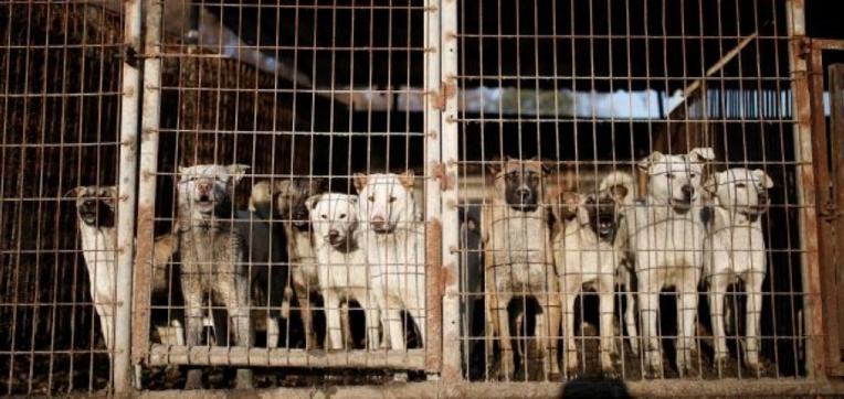 Corée du sud: tuer les chiens pour leur viande est illégal, juge un tribunal