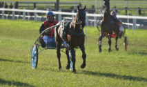 Les courses en pareu reprennent au galop