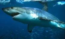 Un touriste australien attaqué par un requin aux îles Salomon