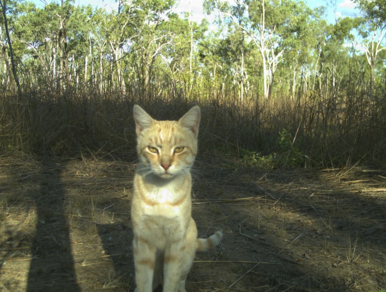 Australie: les chats errants tuent un million de reptiles par jour Australie: les chats errants tuent un million de reptiles par jour