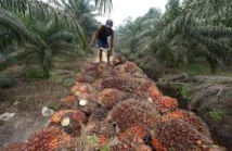 L'huile de palme pourrait-elle devenir durable? La voie s'avère étroite