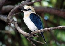 Manu fête ses 20 ans en 2010 et organise un Festival ornithologique