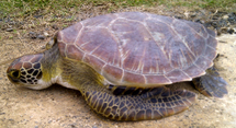 La Clinique des tortues de Moorea déplore une nouvelle victime