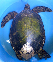 La Clinique des tortues de Moorea déplore une nouvelle victime