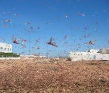 Australie: Les inondations découvrent d’énormes nids de sauterelles