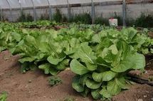 Le concours "Logo Bio de Polynésie"