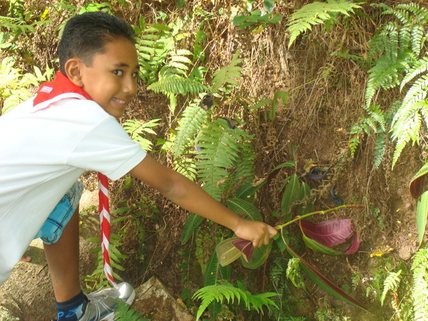 Arracher le miconia, une bonne action pour la nature